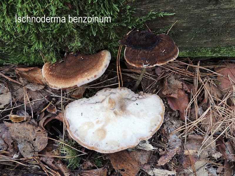 Ischnoderma benzoinum-amf1516-1.jpg - Ischnoderma benzoinum ; Syn1: Ungulina fuliginosa ; Syn2: Polyporus benzoinus ; Nom français: Polypore balsamique. Polypore à odeur de benjoin